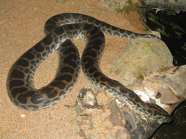 Donker gevlekte anaconda - (Eunectes deschauenseei)