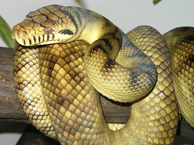 Amethystine (struik) python - (Simalia amethistina)