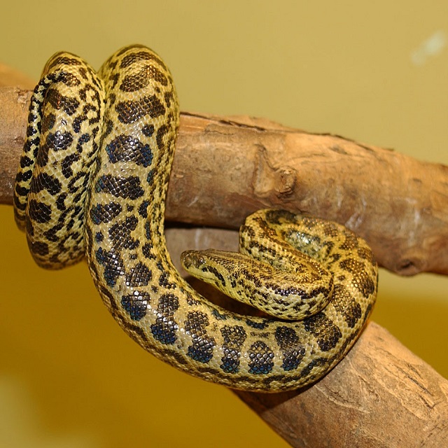 Gele anaconda - (Eunectes notaeus)