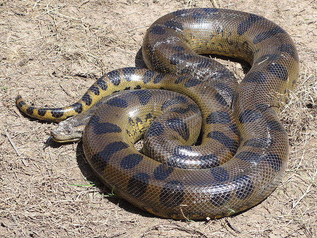 Groene anaconda - (Eunectes murinus)