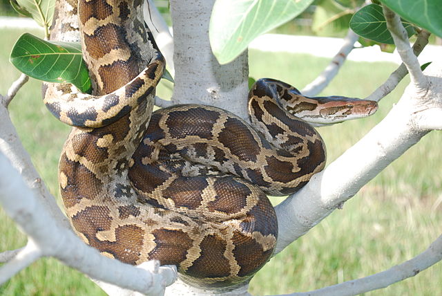 Tijgerpython - (Python molurus)