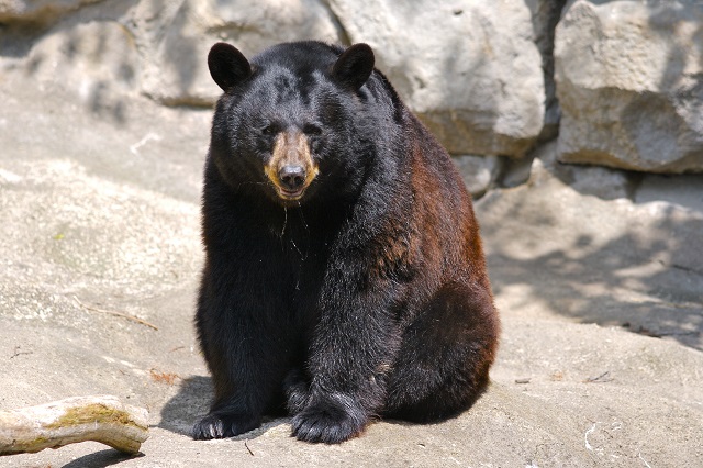Amerikaanse zwarte beer