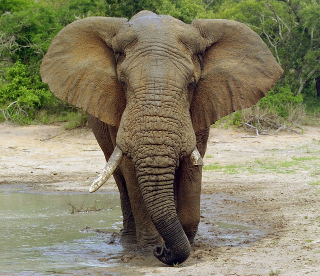 Savanneolifant