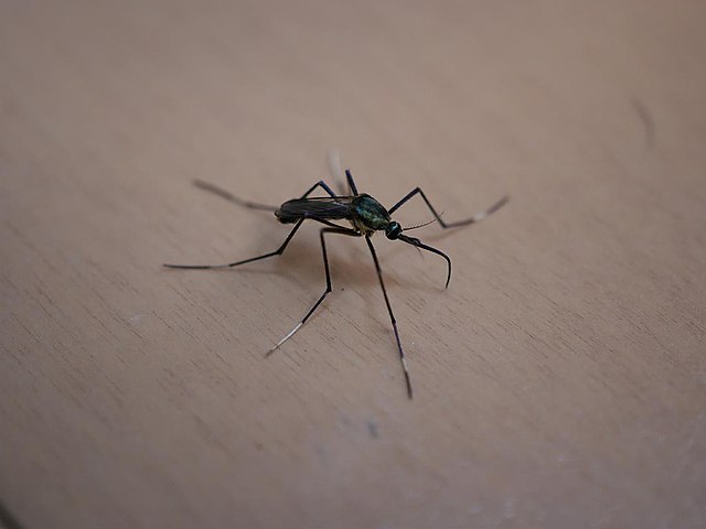 Grootste Muggensoorten Ter Wereld