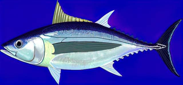 Witte tonijn