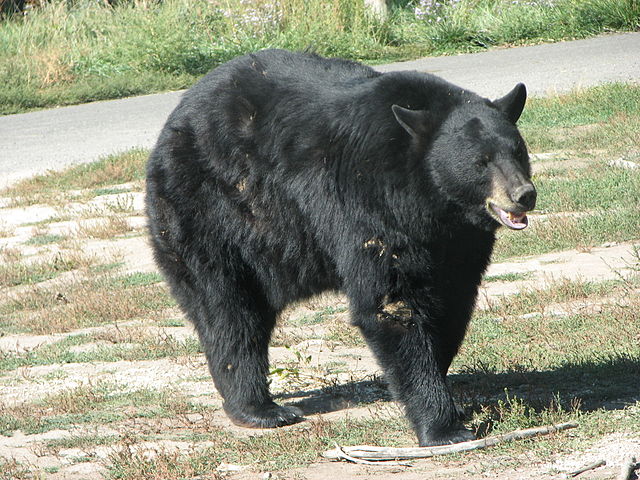 Amerikaanse zwarte beer