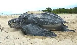 Grootste Schildpaddensoorten Ter wereld (Op Basis Van Gewicht)