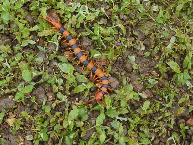 Scolopendra Hardwickei