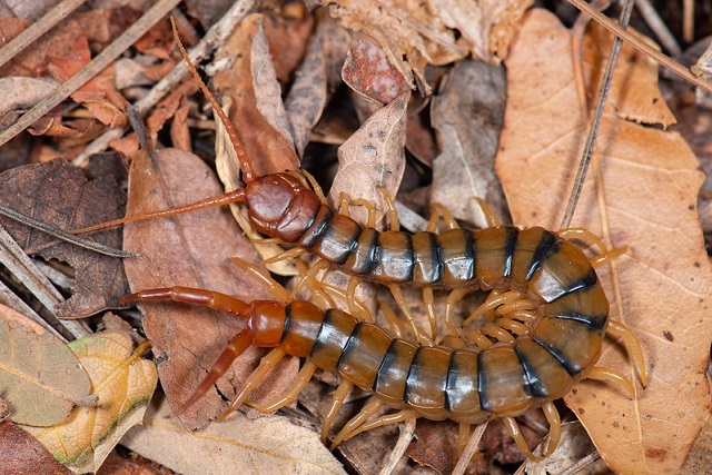 Scolopendra Polymorpha