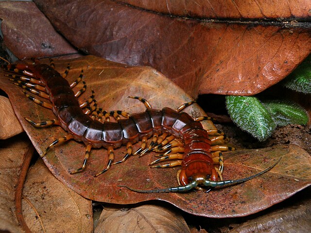 Scolopendra Viridicornis