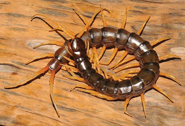 Scolopendra cataracta