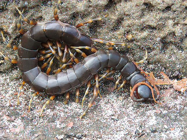 Scolopendra galapagoensis