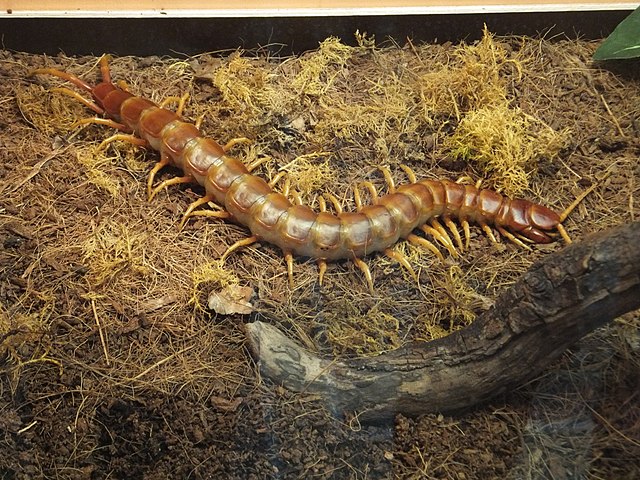 Scolopendra gigantea