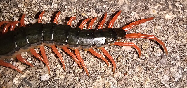 Scolopendra mutilans