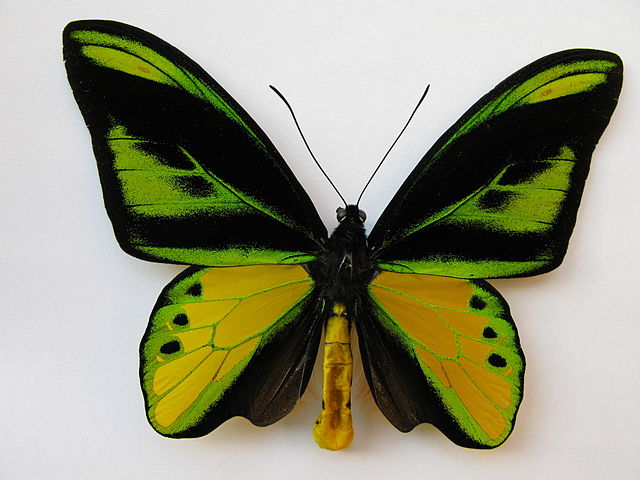 10 Grootste Vlinders ter Wereld