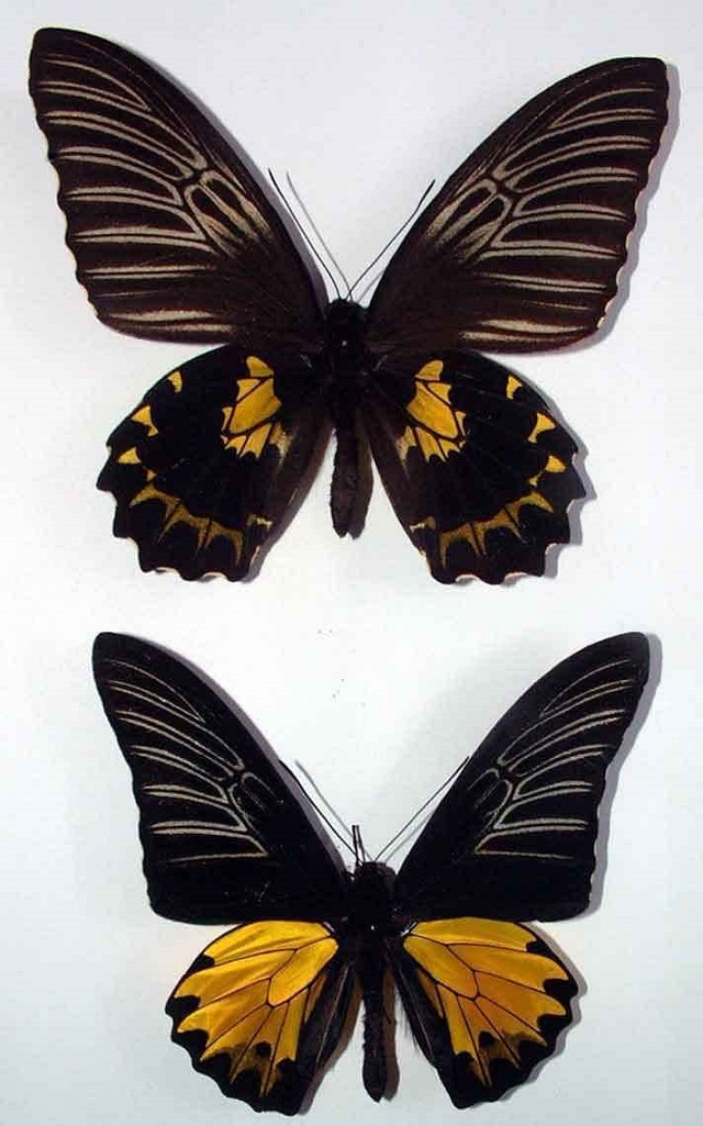 Buru Opalescent Birdwing